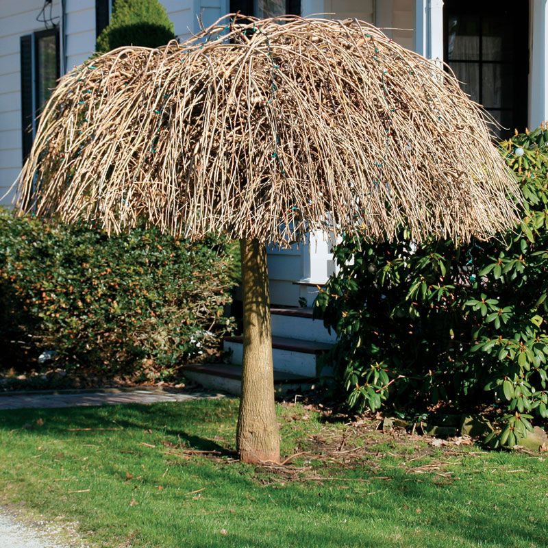 Severely Mis-trimme Tree