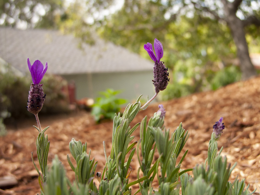 This Spanish Lavender looks fresh after all the recent rain!